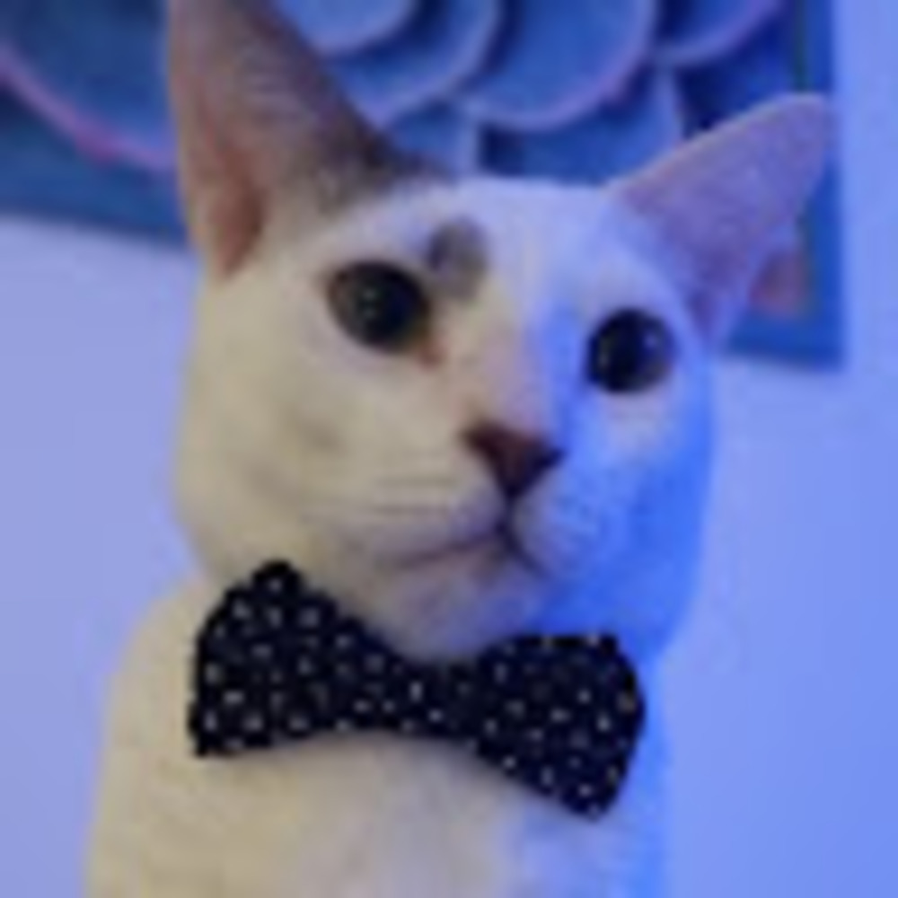 Meet your Posher, Sammy